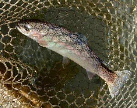 釣り初め！ 大安トラウトレイク